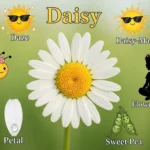 Nicknames for Daisy